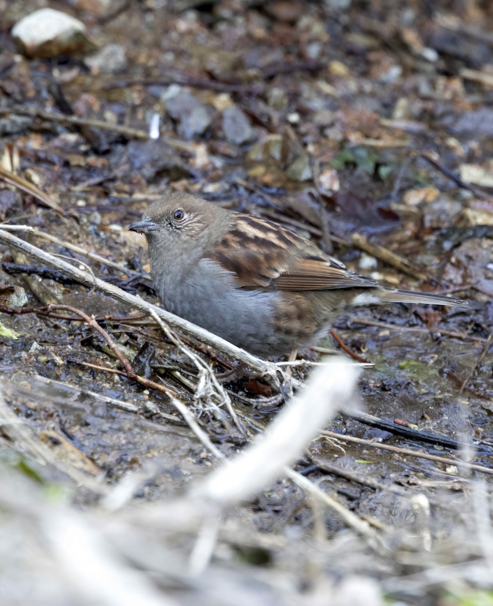 Japanese Accentor - Peter Candido