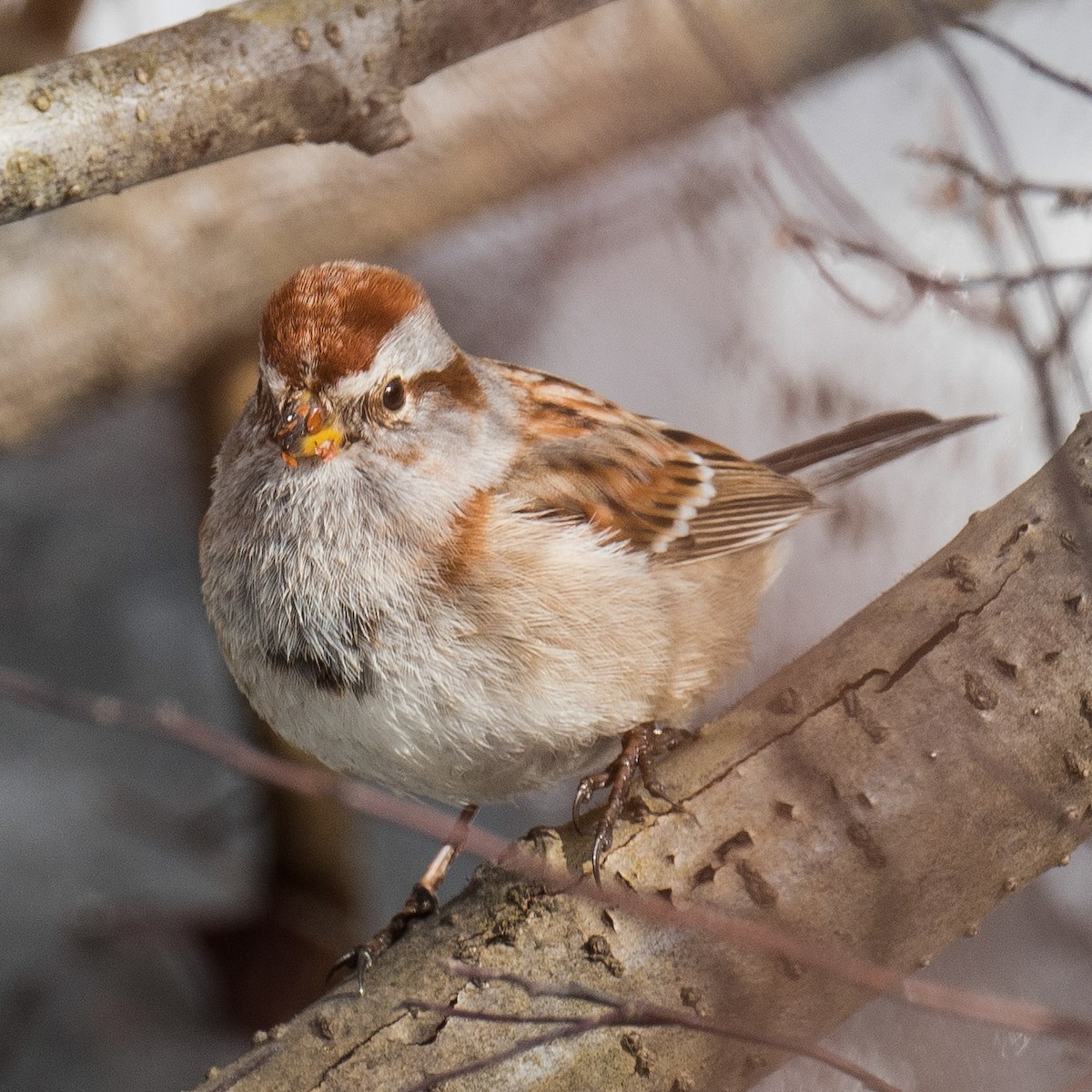 American Tree Sparrow - ML615675891