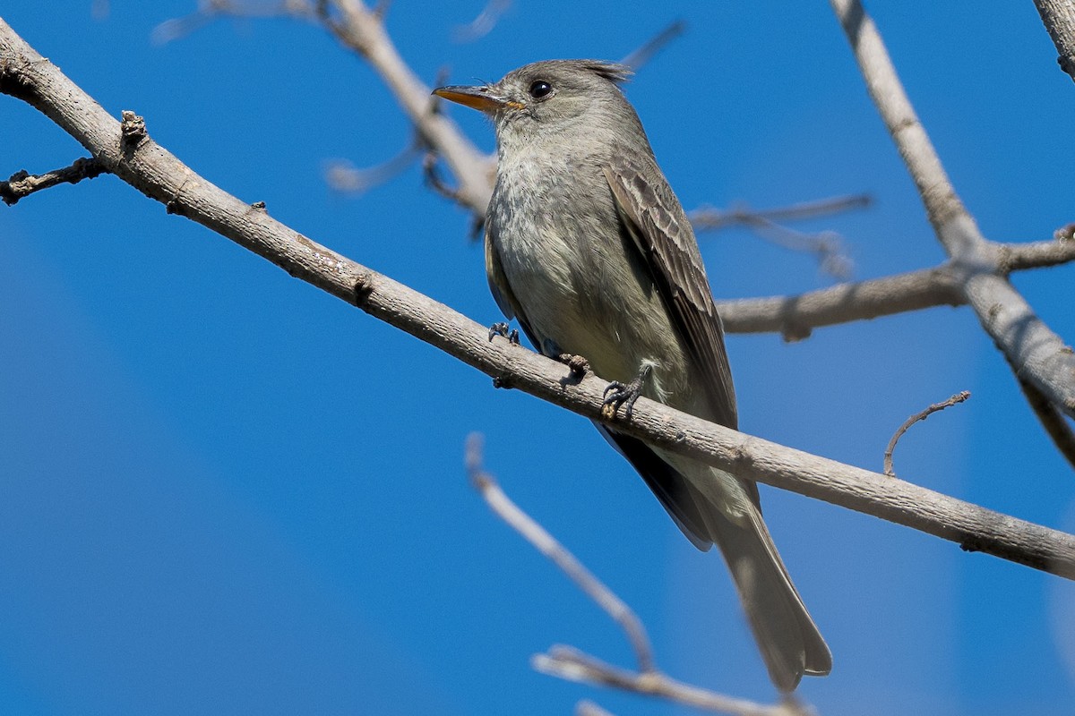 Greater Pewee - ML615675981