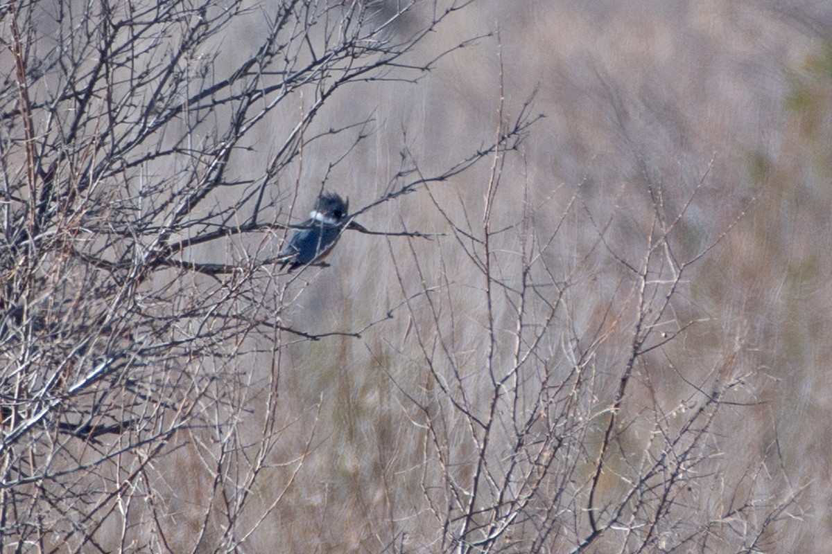Belted Kingfisher - ML615676010