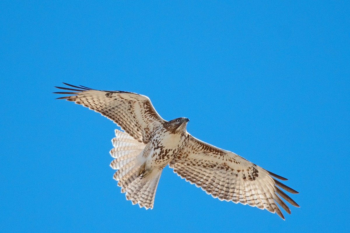 Red-tailed Hawk - ML615676030