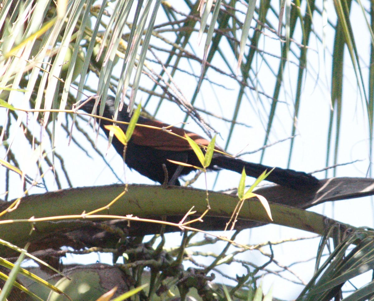 Greater Coucal - ML615676038