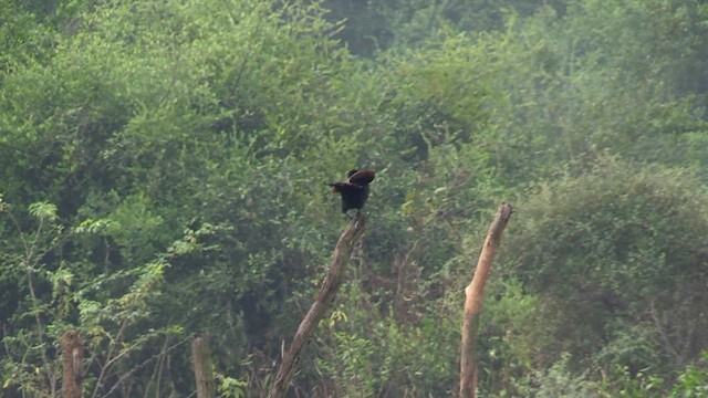 Greater Coucal - ML615676100
