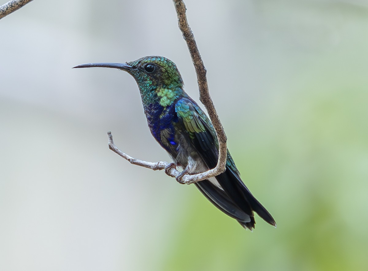 kolibřík nymfový - ML615676304