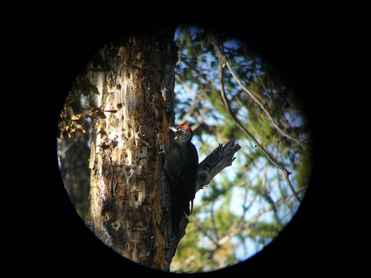 Black Woodpecker - ML615676457