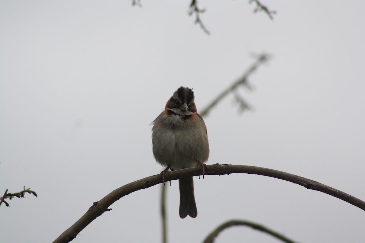 Rufous-collared Sparrow (Rufous-collared) - ML615676554