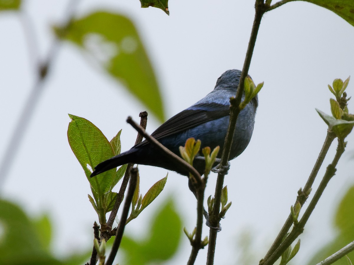 Blue-and-black Tanager (Blue-and-black) - ML615676635
