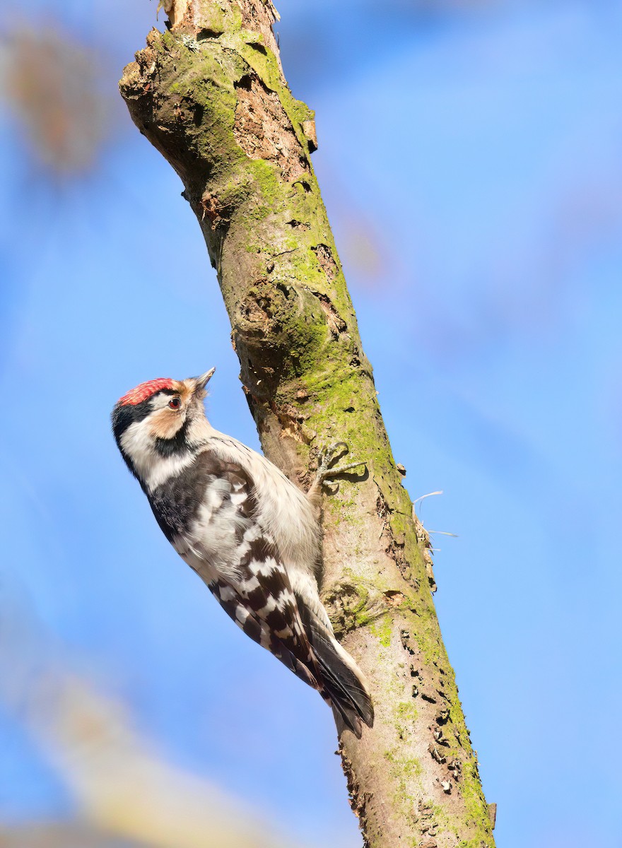 Lesser Spotted Woodpecker - ML615676722