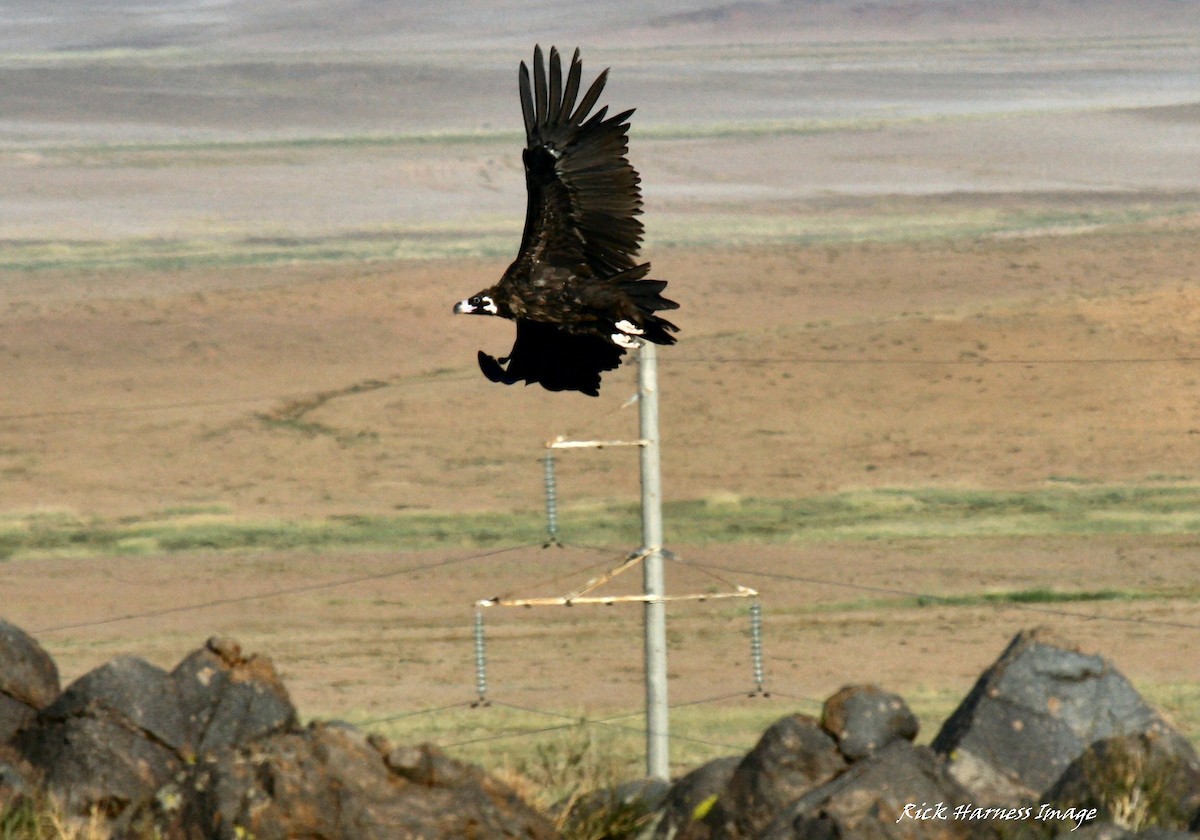 Cinereous Vulture - ML615676733
