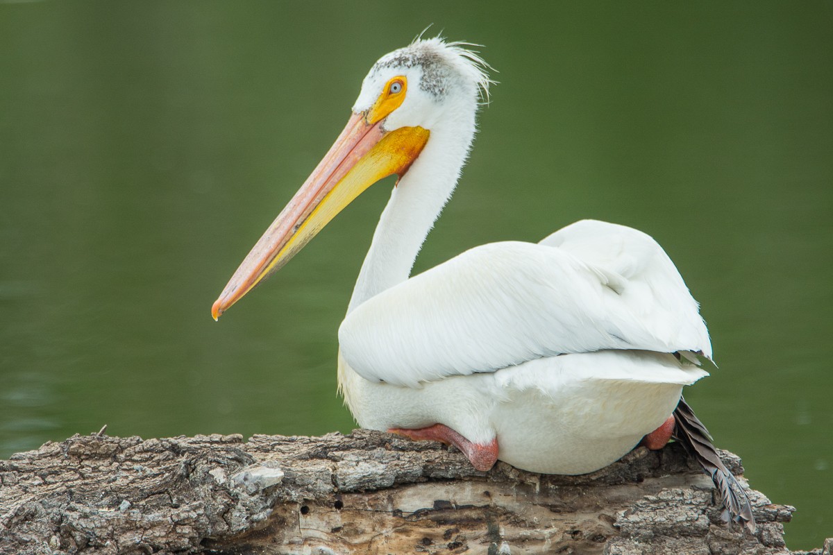 American White Pelican - Juan Miguel Artigas Azas