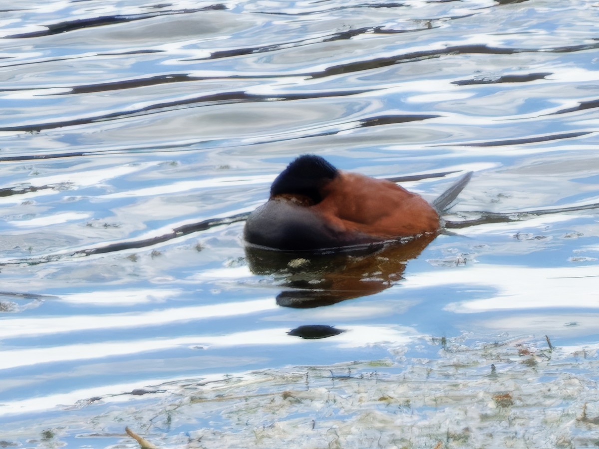 Andean Duck (ferruginea) - ML615676811