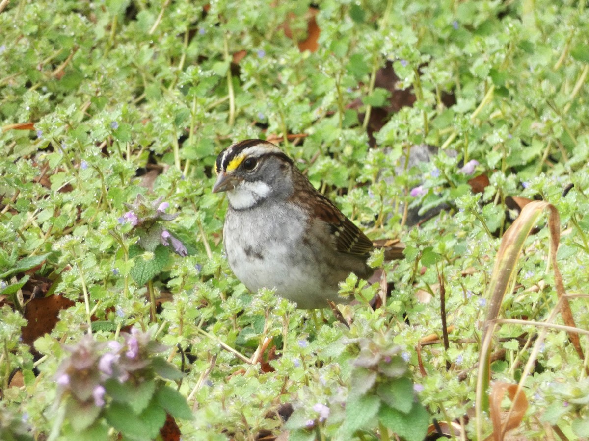 White-throated Sparrow - ML615676858