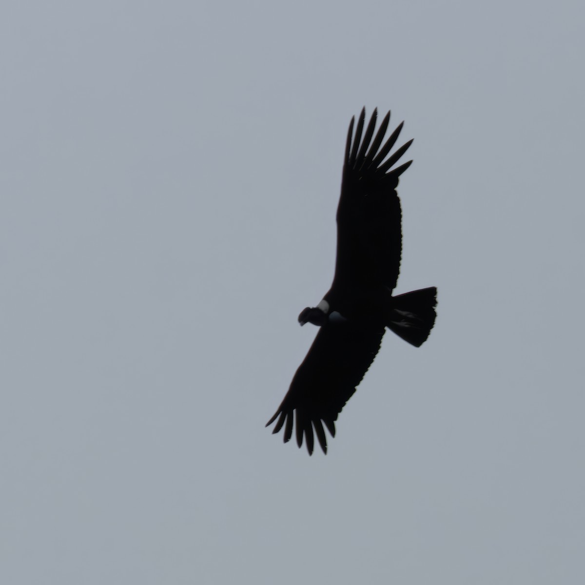 Condor des Andes - ML615677059