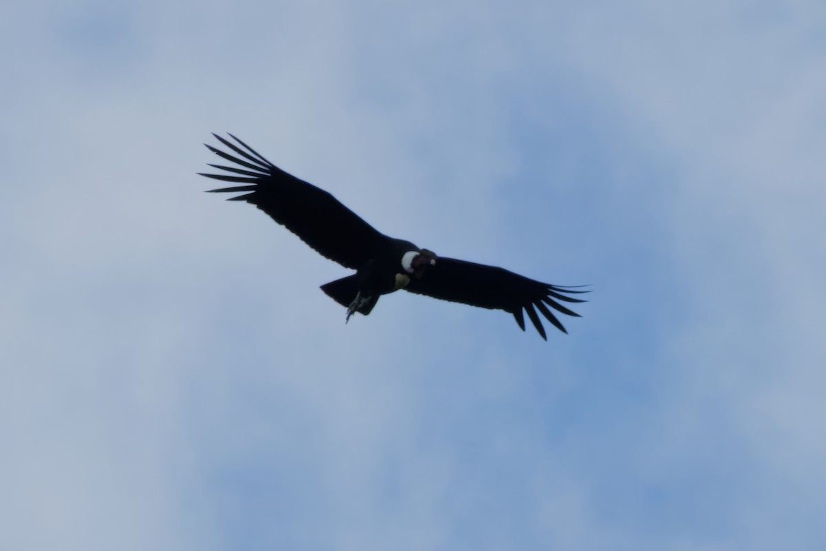 Andean Condor - ML615677060