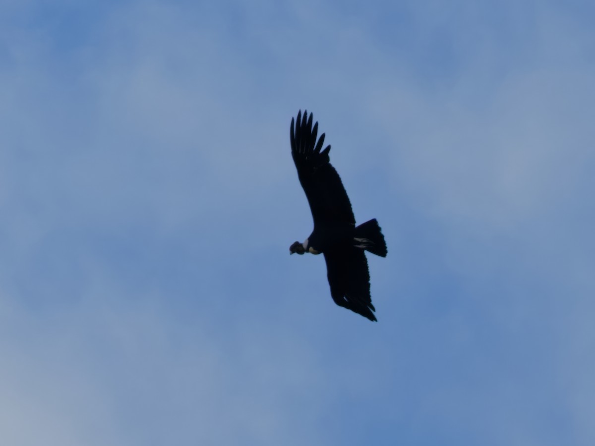 Condor des Andes - ML615677061