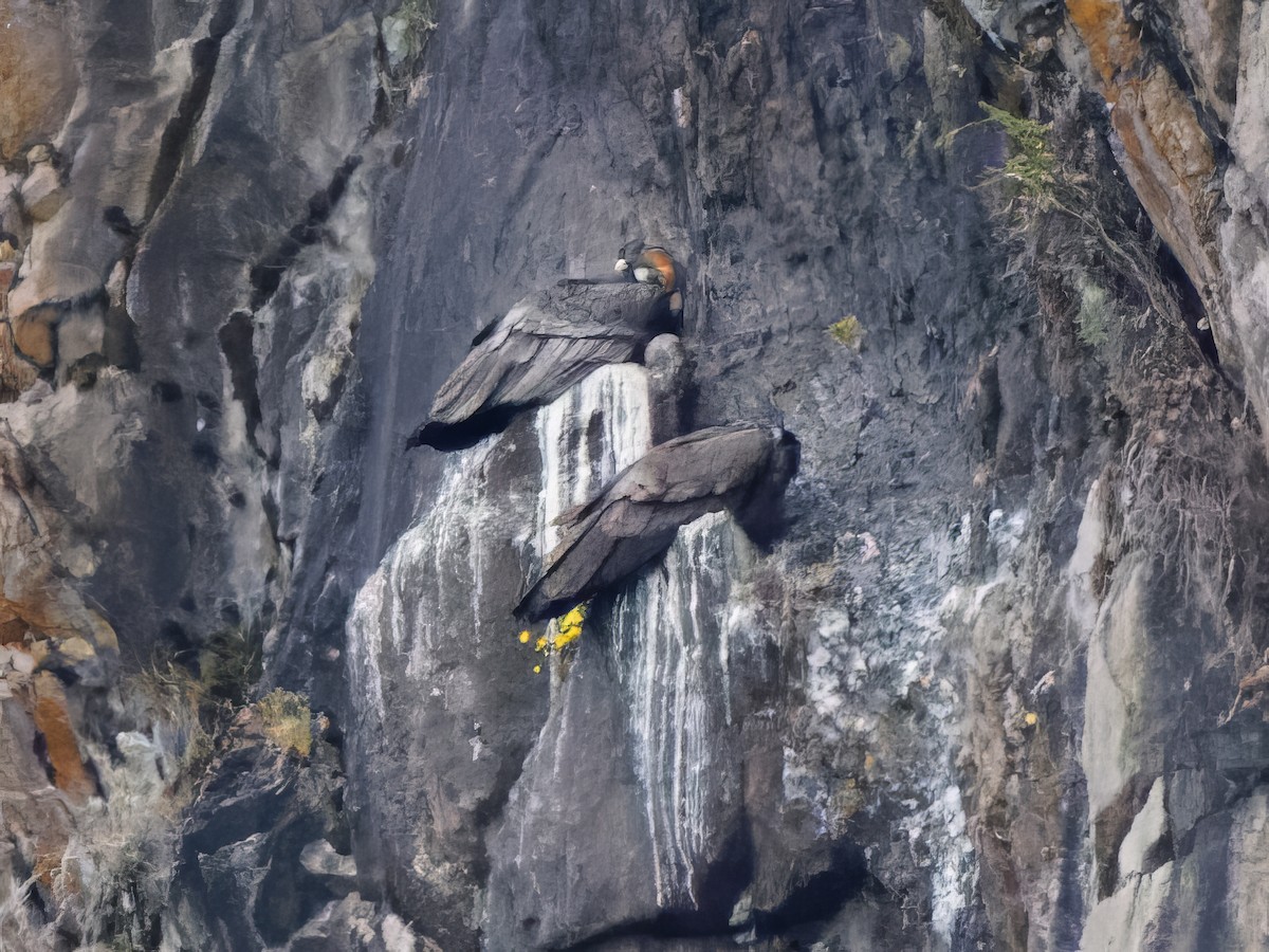 Andean Condor - Dina Perry