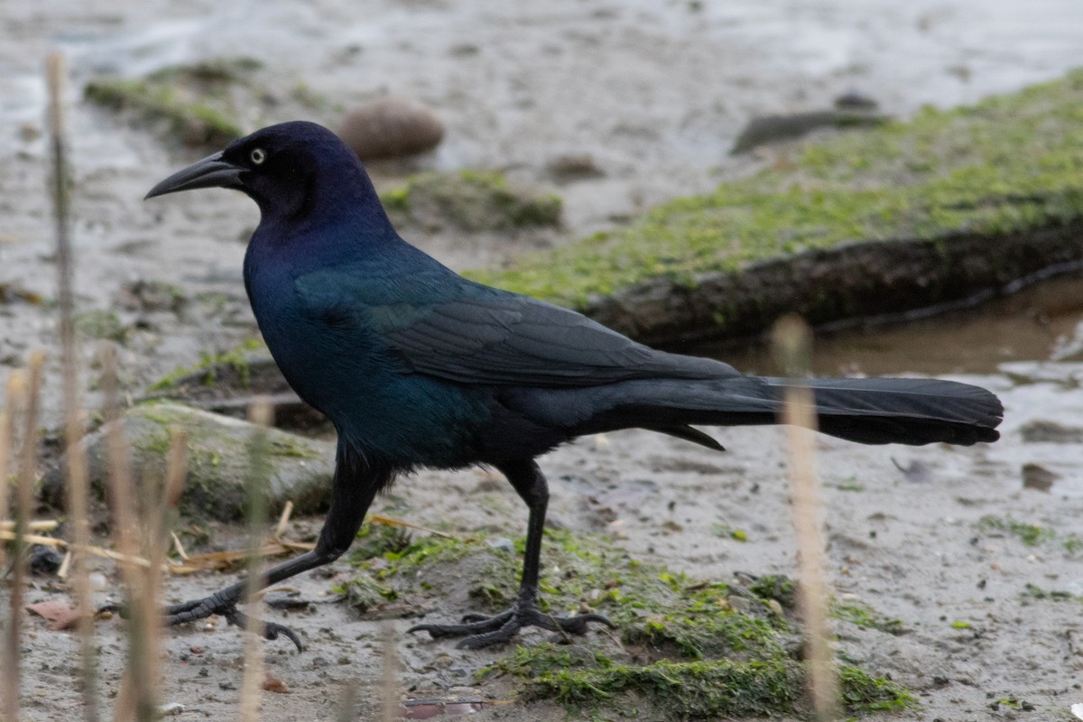 Boat-tailed Grackle - ML615677217