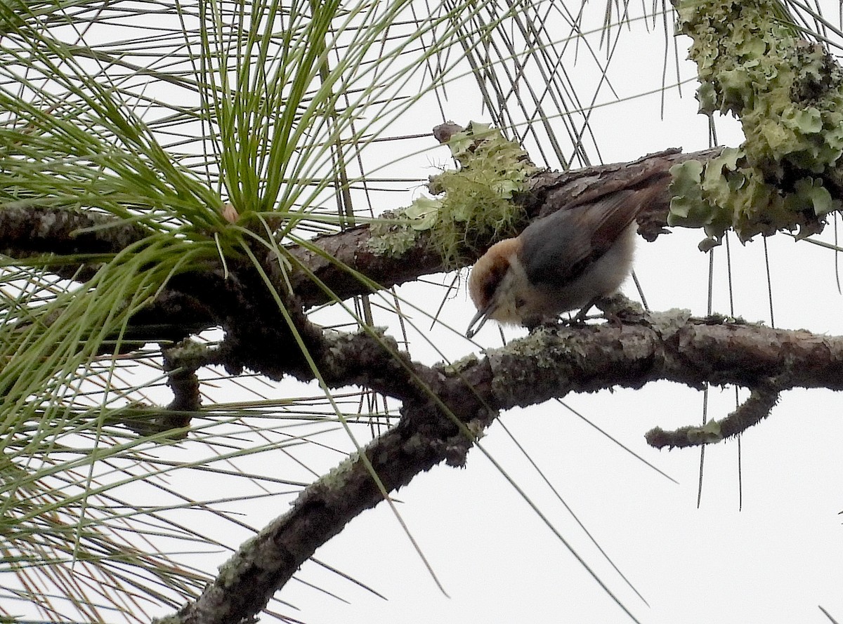 Brown-headed Nuthatch - ML615677324
