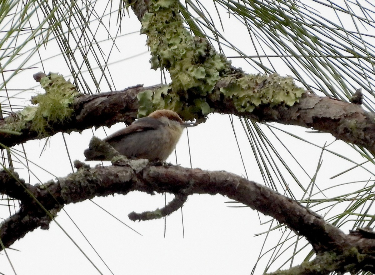 Brown-headed Nuthatch - ML615677326