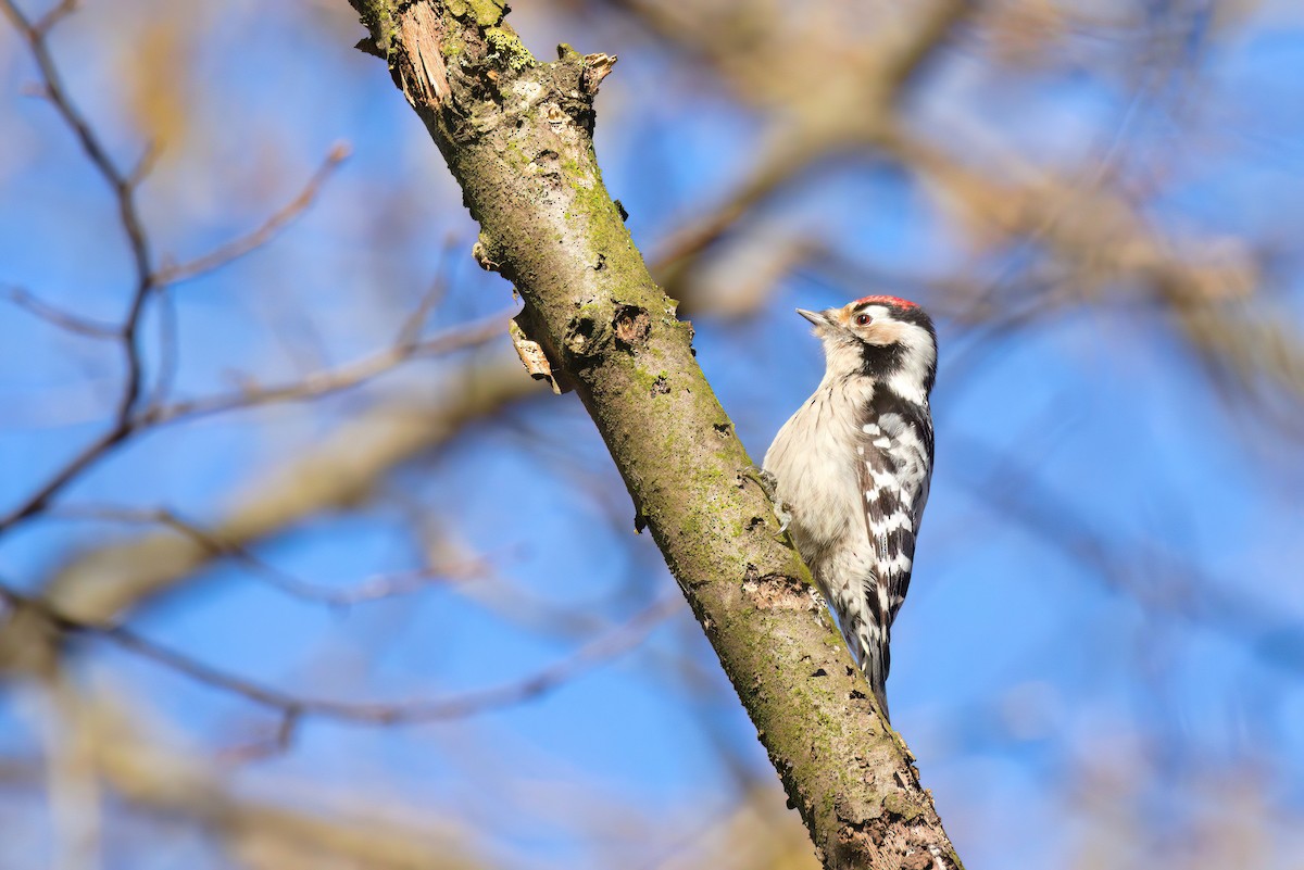 Lesser Spotted Woodpecker - ML615677330