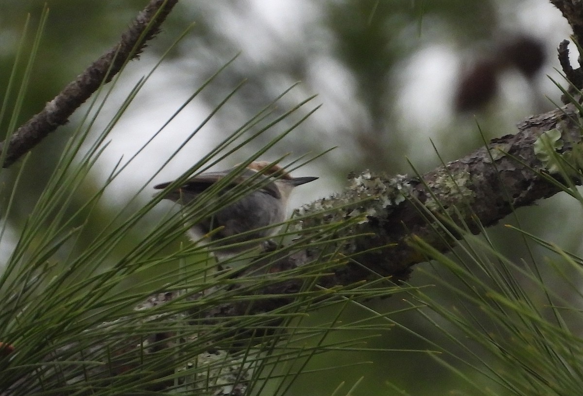Brown-headed Nuthatch - ML615677332