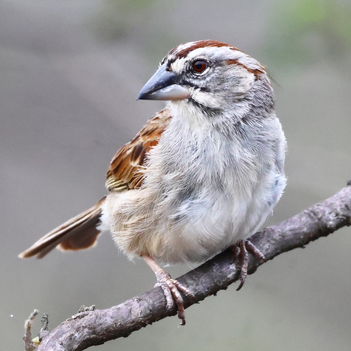 Tumbes Sparrow - Jorge Alcalá