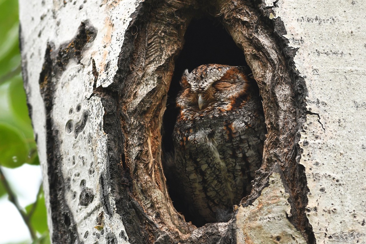 Flammulated Owl - David M. Bell