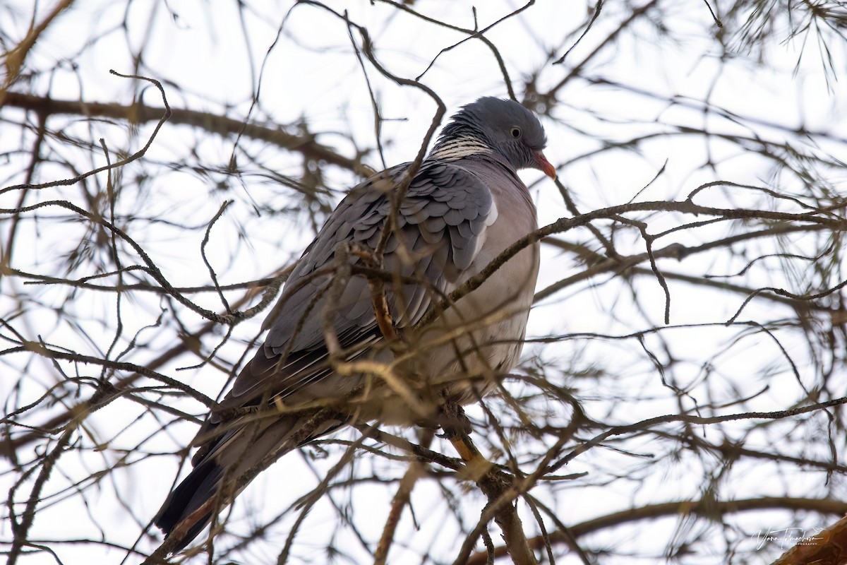 Common Wood-Pigeon - ML615677610