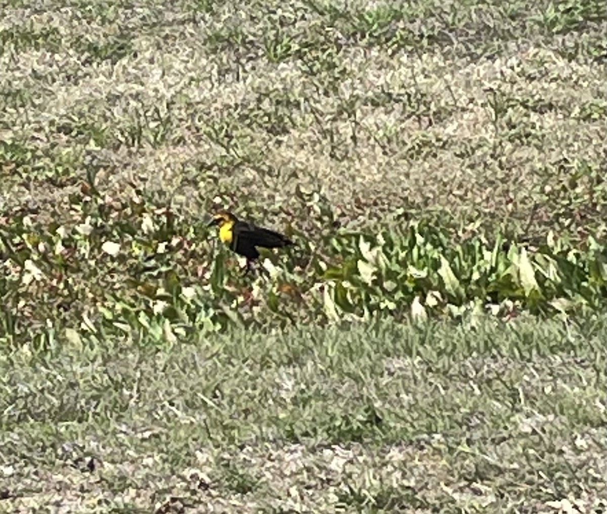 Yellow-headed Blackbird - ML615677632