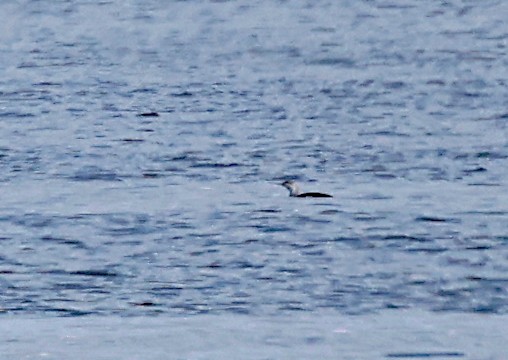 Red-throated Loon - ML615677636