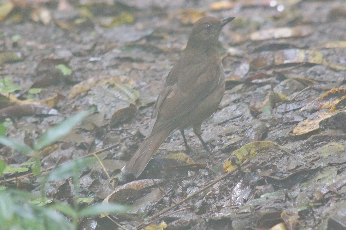 Pale-vented Thrush - Robin Oxley 🦉