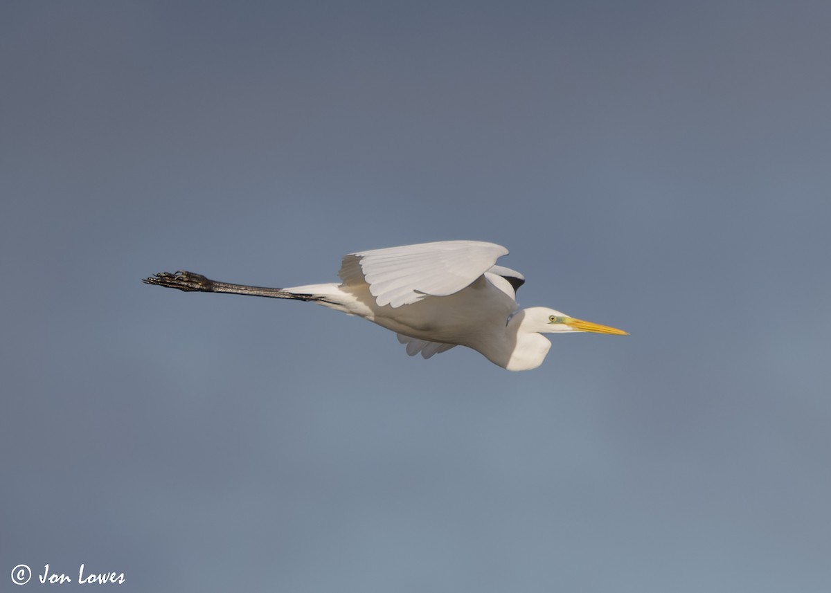 Great Egret (alba) - ML615678027