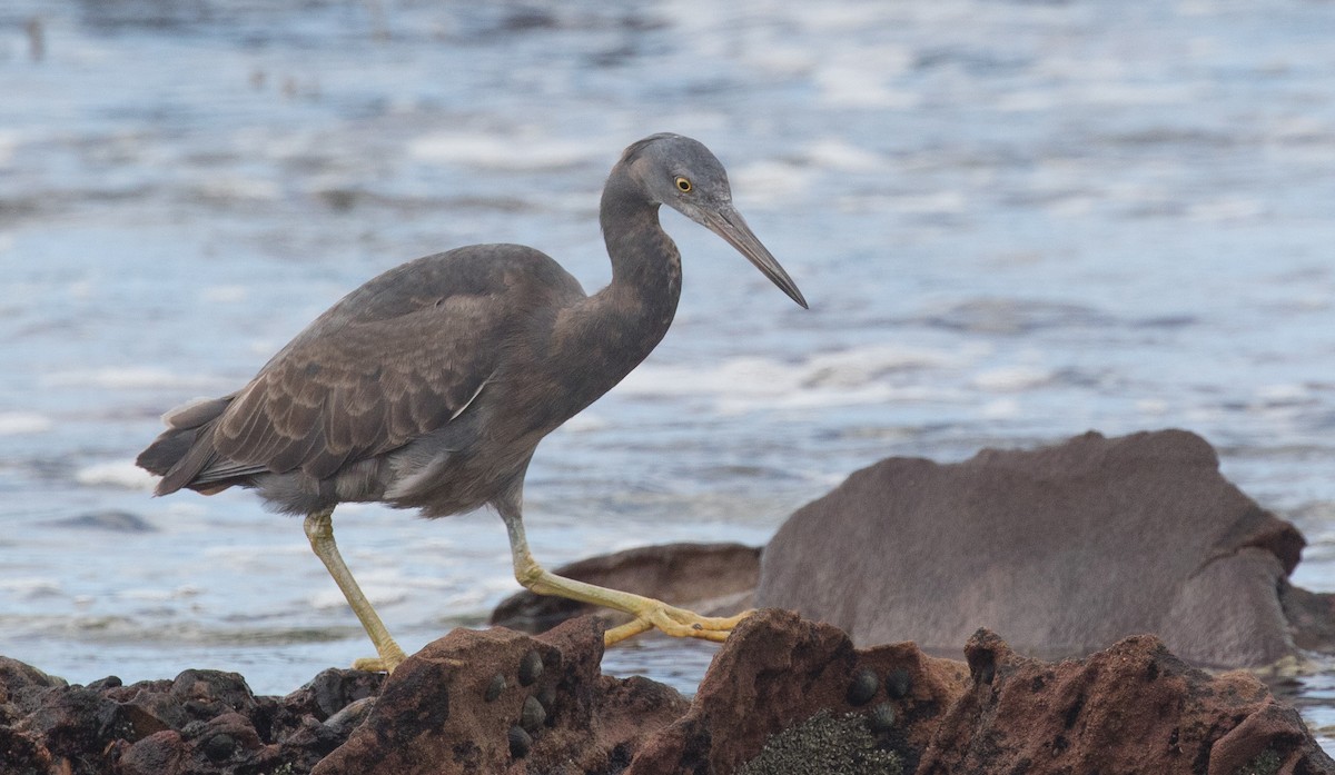 Pacific Reef-Heron - shorty w