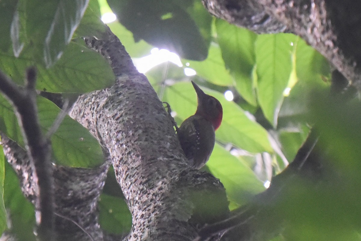 Red-collared Woodpecker - ML615678110