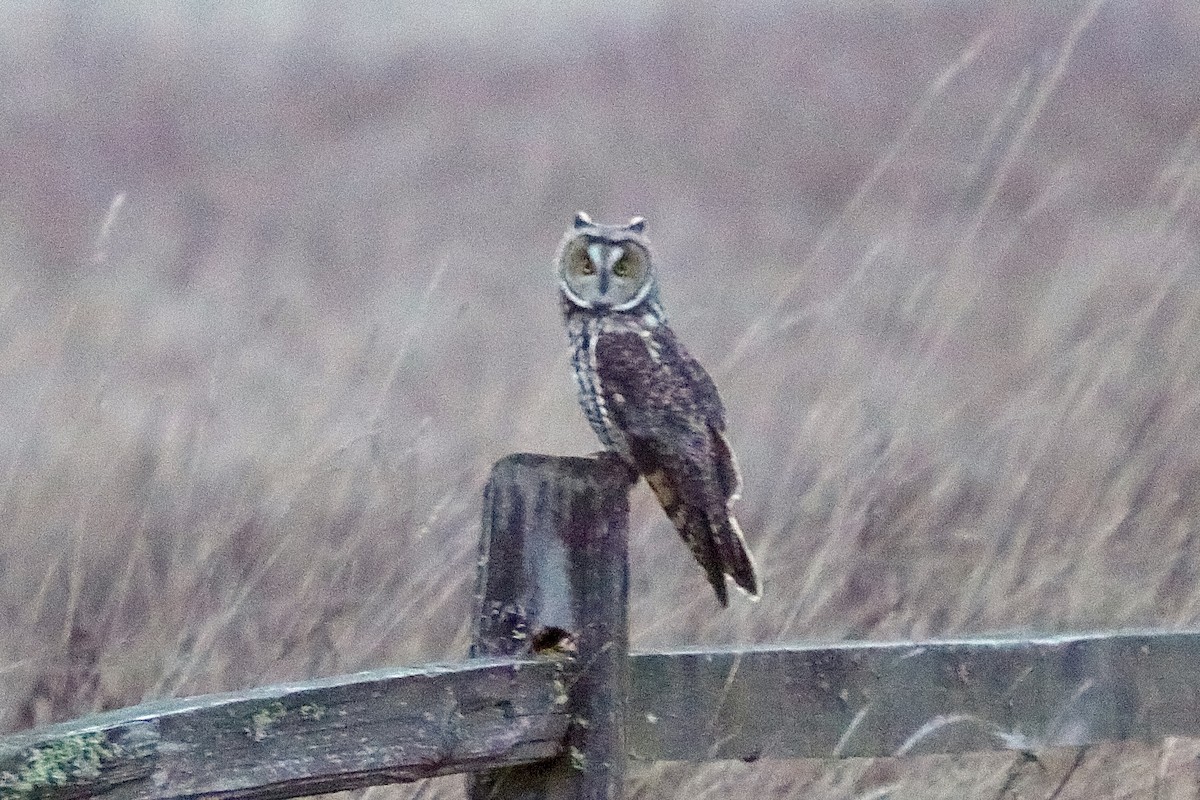 Long-eared Owl - ML615678166