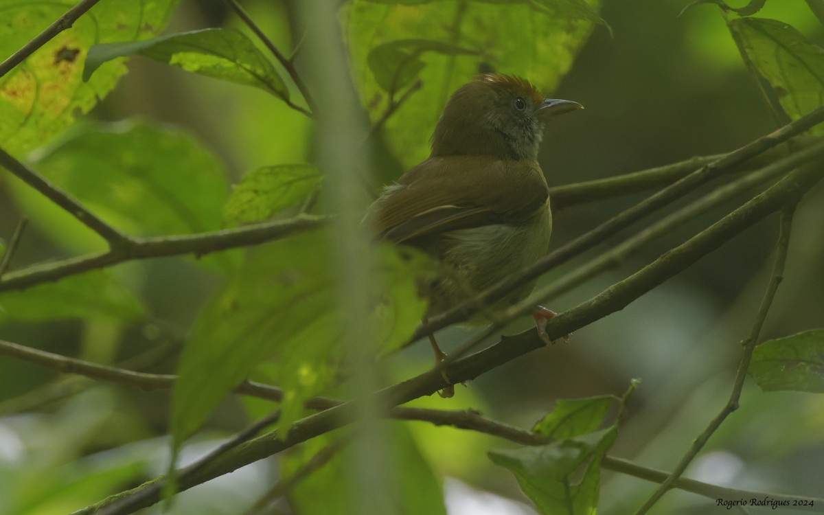 Tawny-crowned Greenlet - ML615678489