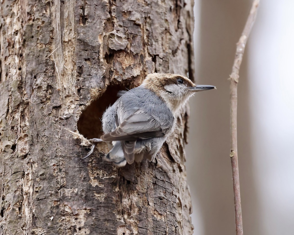 Brown-headed Nuthatch - ML615678514