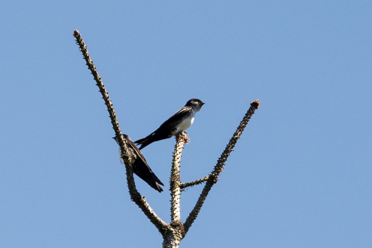 Black-capped Swallow - ML615678547