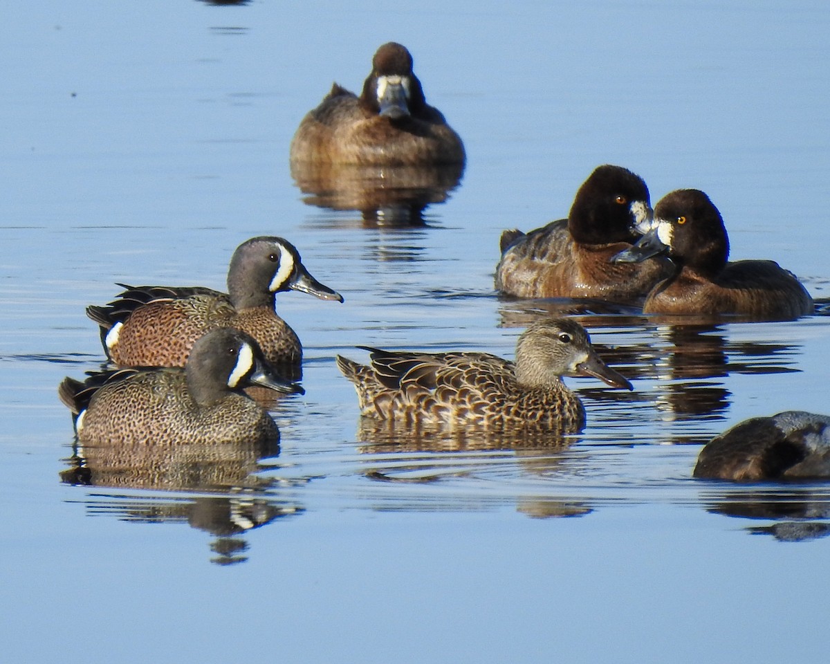 Blue-winged Teal - ML615678590