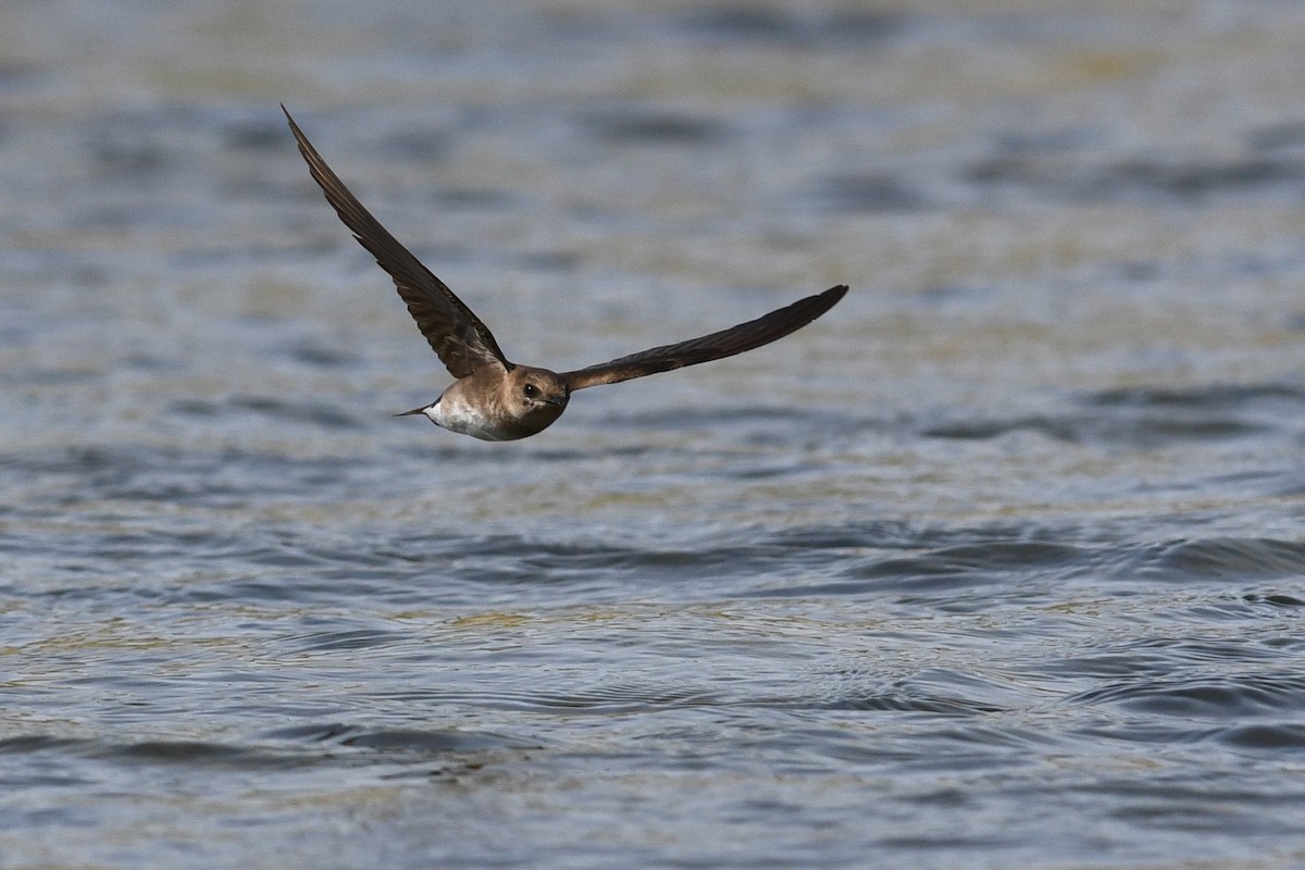 Northern Rough-winged Swallow - ML615678691