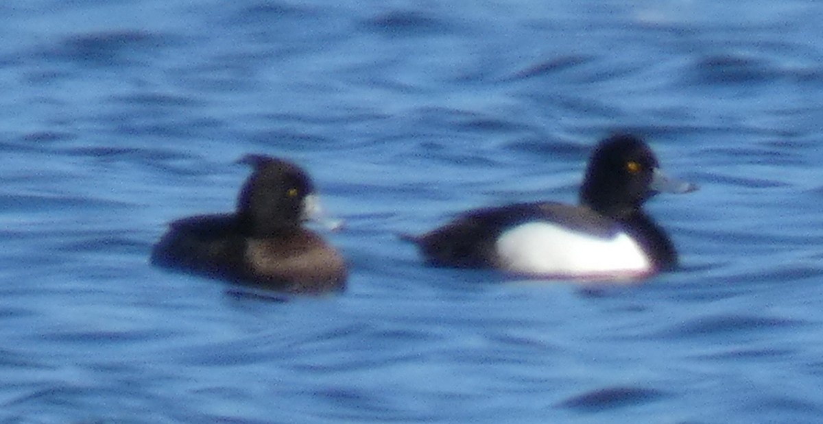 Tufted Duck - ML615678777