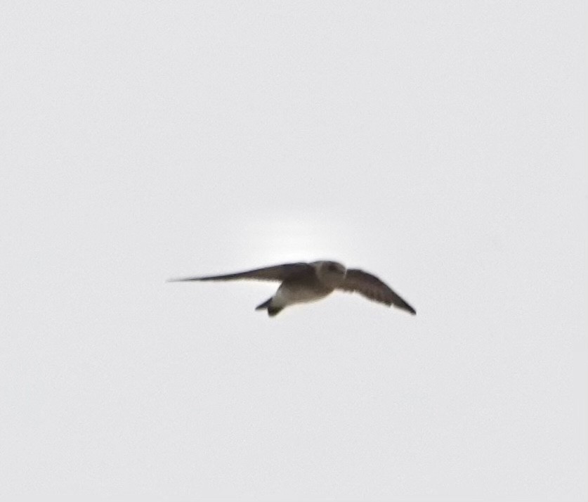 Northern Rough-winged Swallow - ML615679014