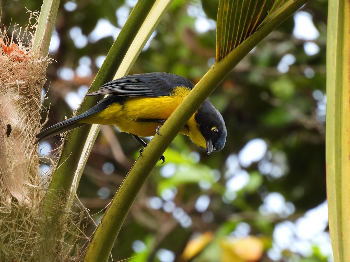 Black-cheeked Mountain Tanager - ML615679120