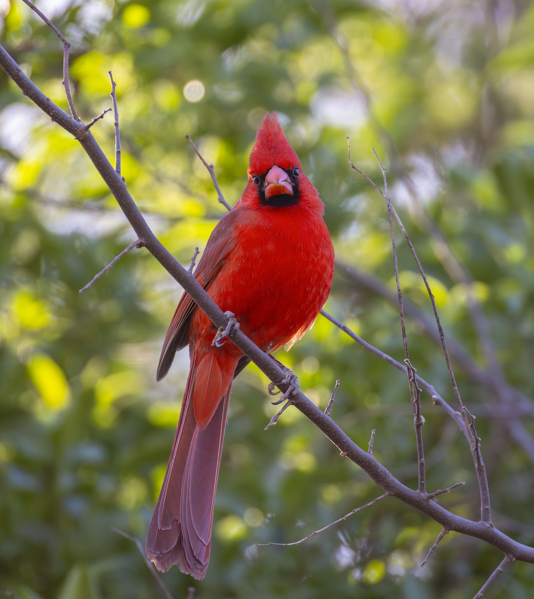 Cardinal rouge ou C. pyrrhuloxia - ML615679195