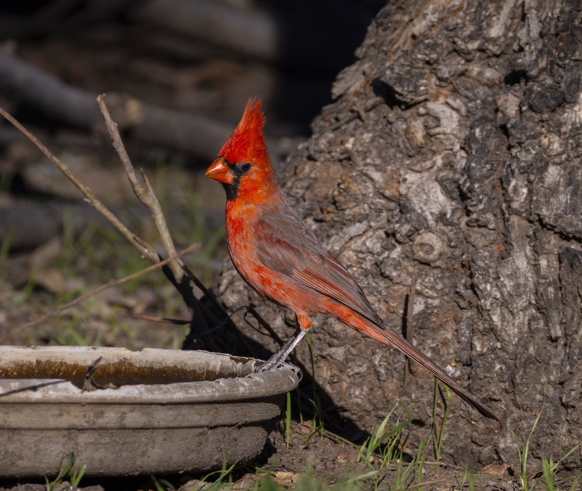 Cardinal rouge ou C. pyrrhuloxia - ML615679200