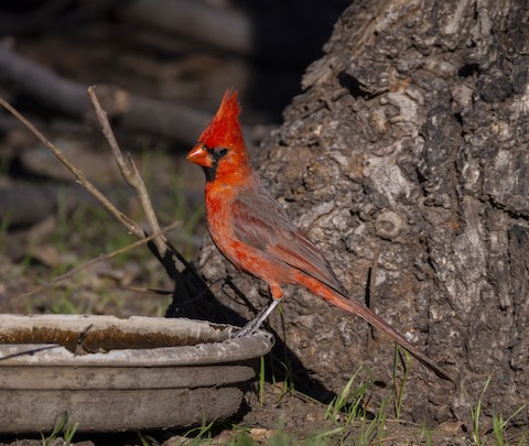 Santa Cruz AZ US eBird