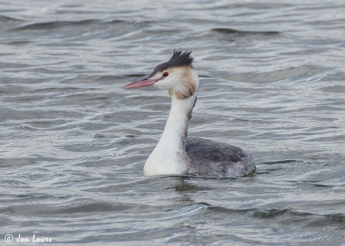 Great Crested Grebe - ML615679233