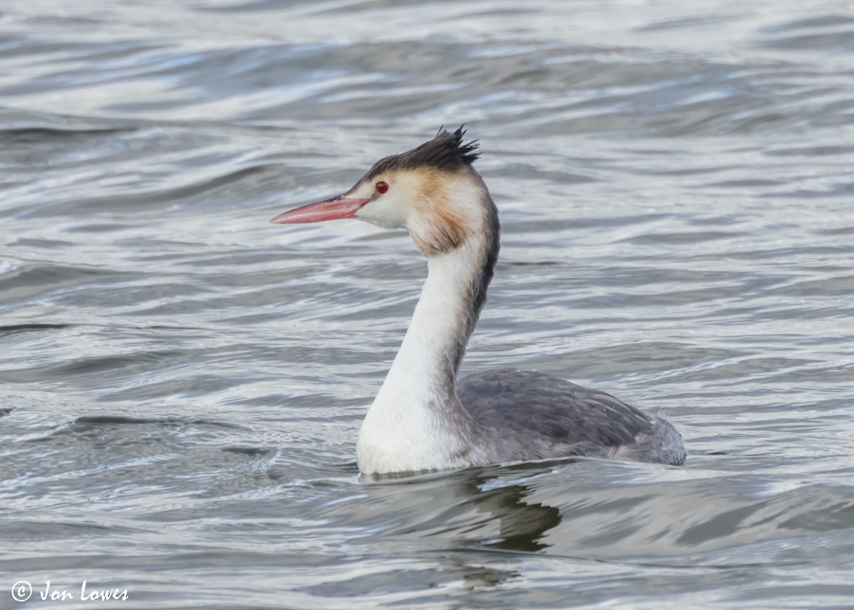 Great Crested Grebe - ML615679234