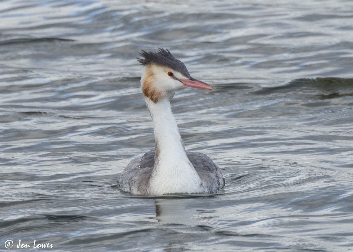 Great Crested Grebe - ML615679235