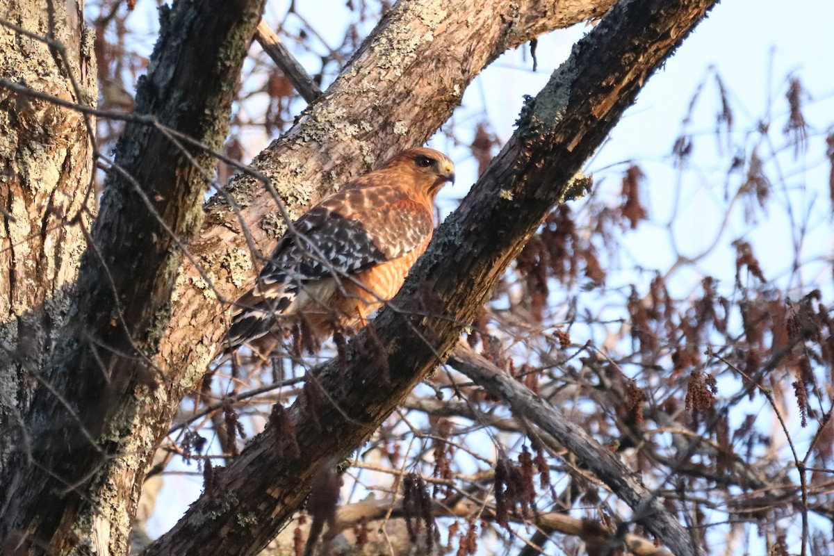 Red-shouldered Hawk (lineatus Group) - ML615679244